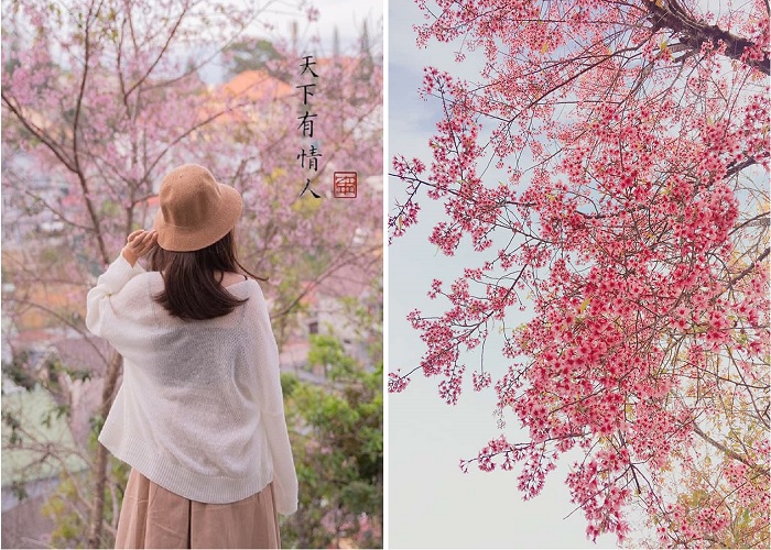 Cung đường ngắm hoa mai anh đào Đà Lạt đẹp nhất 2023